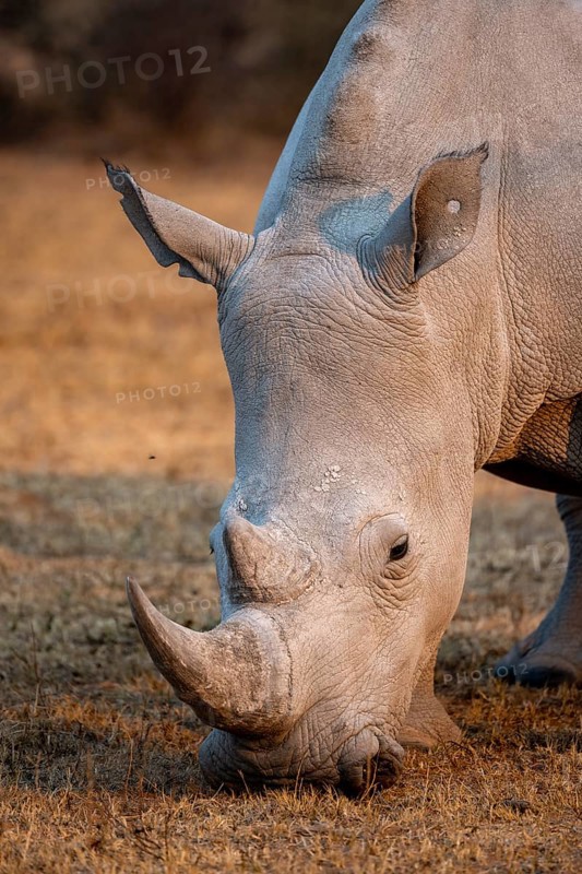 Southern white rhinoceros (Ceratotherium simum simum), rhino grazing in the evening light, animal portrait, Khama Rhino Sanctuary, Serowe, Botswana