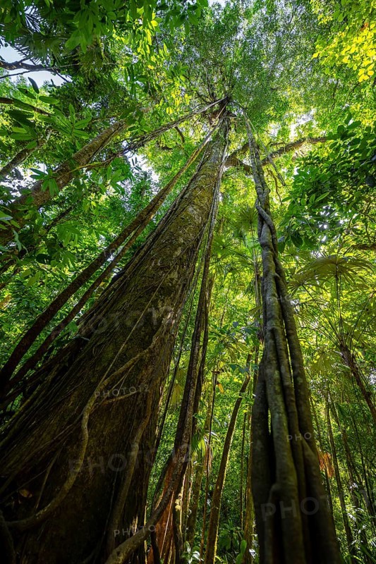Dense vegetation in the tropical rainforest, roots of a strangler fig on a tree, view upwards, Corcovado National Park, Osa, Puntarena Province, Costa Rica
