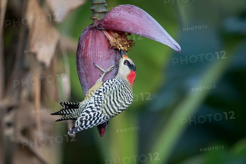 West Indian Woodpecker (Melanerpes superciliaris) female, Cuba