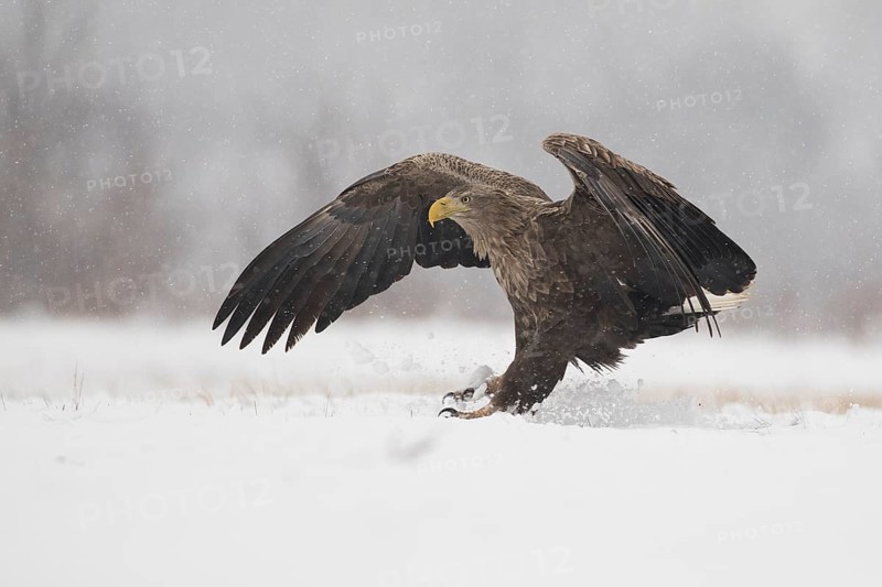 White-tailed Eagle (Haliaeetus albicilla) landing on snow, Subotica, Hungary