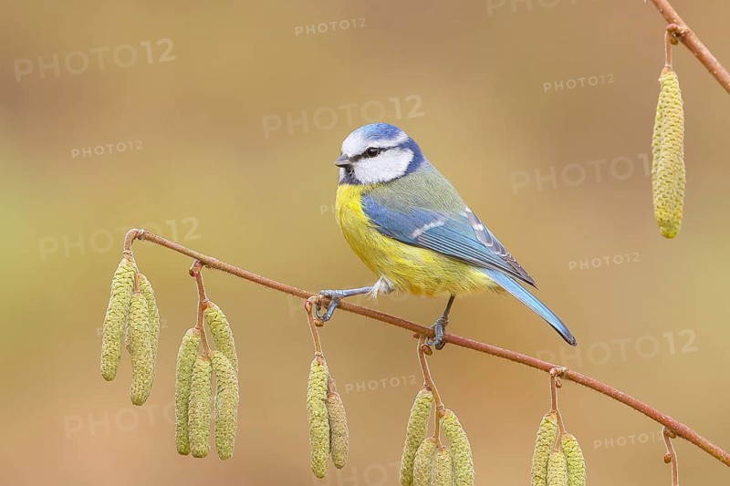 Blue tit (Cyanistes caeruleus) sitting on the branch of a hazelnut (Corylus avellana), Wildlife, Animals, Birds, Tits, Siegerland, North Rhine-Westphalia, Germany