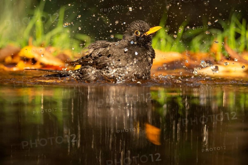 A vibrant image capturing a male blackbird (Turdus merula) mid-bath in a clear pond, with water droplets frozen in motion around him amidst a natural backdrop