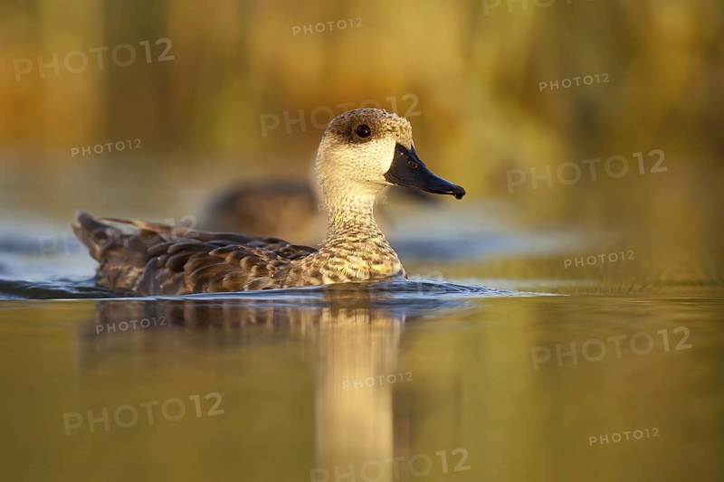 Marbled Duck (Marmaronetta angustirostris), Castile-La Mancha, Spain