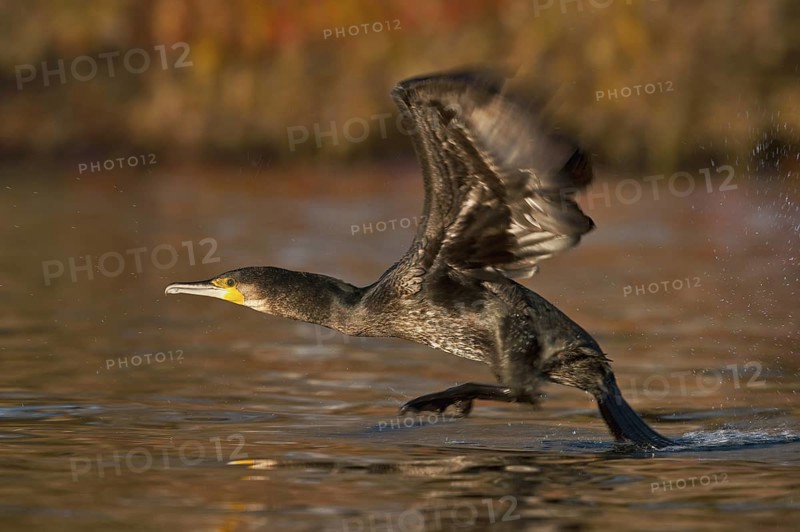 Great Cormorant (Phalacrocorax carbo) taking flight, Piedmont, Italy