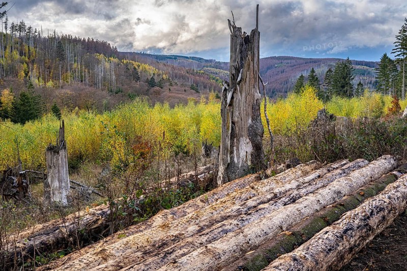 Forest death in the Harz Mountains, forest, wind throw, storm, Ilsenburg, Saxony-Anhalt, Germany