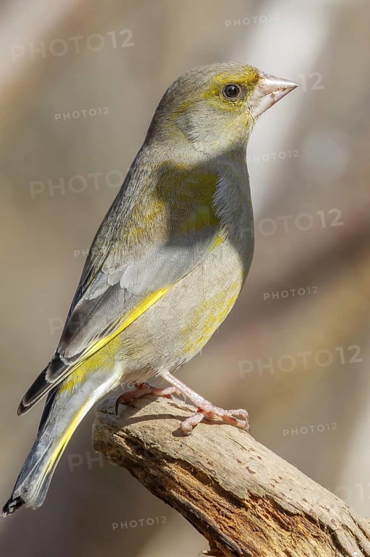 Greenfinch Carduelis chloris Greenfinch