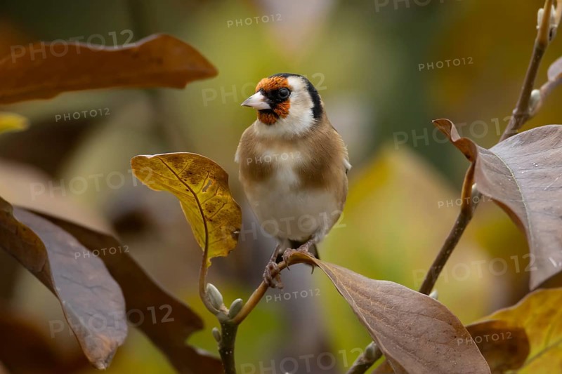 European goldfinch (Carduelis carduelis) adult bird in a garden magnolia tree with autumn colour leaves, England, United Kingdom