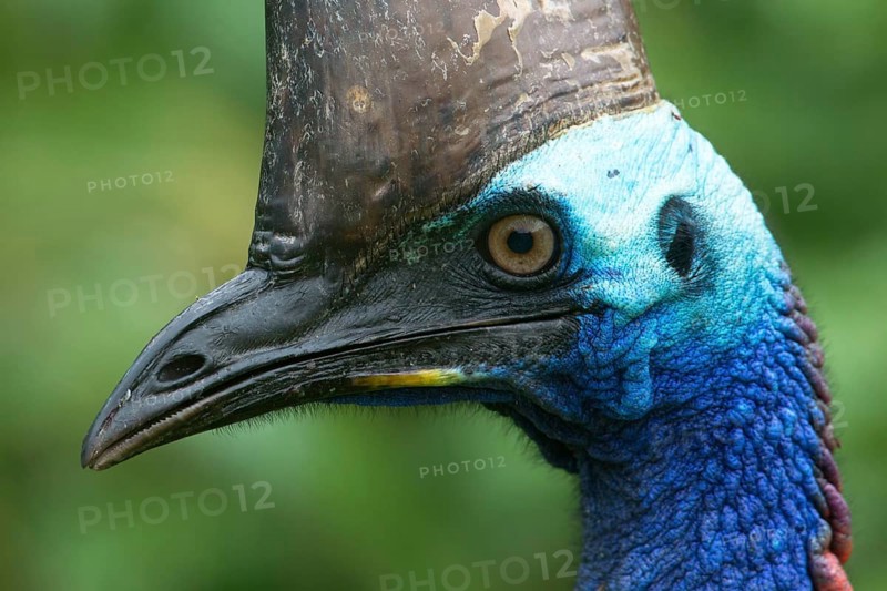Southern Cassowary (Casuarius casuarius), Queensland, Australia