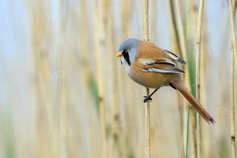 Bearded Reedling (Panurus biarmicus) male perched on reed, Mecklenburg-Western, Pomerania, Germany