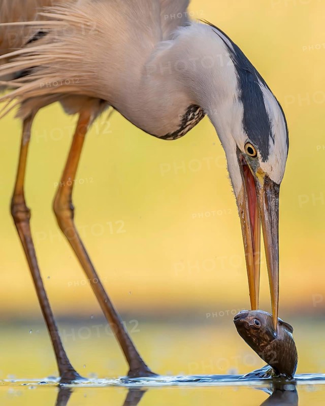 Grey heron (Ardea cinerea), also heron, hunting, fishing, with white fish as prey, sunrise, shallow water zone, shore zone, reed belt, morning light, Kiskunsag National Park, Hungary