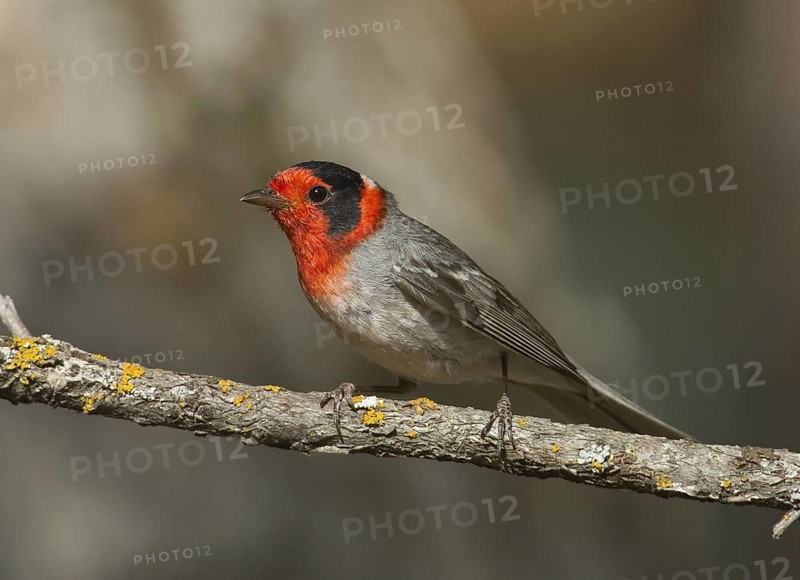Red-faced Warbler (Cardellina rubrifrons), New Mexico, USA
