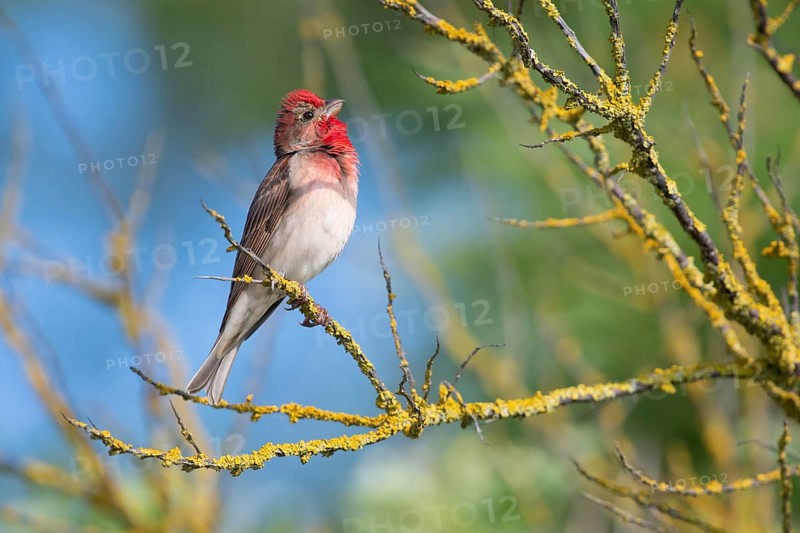 Common Rosefinch (Carpodacus erythrinus) male, Mecklenburg-Western Pomerania, Germany