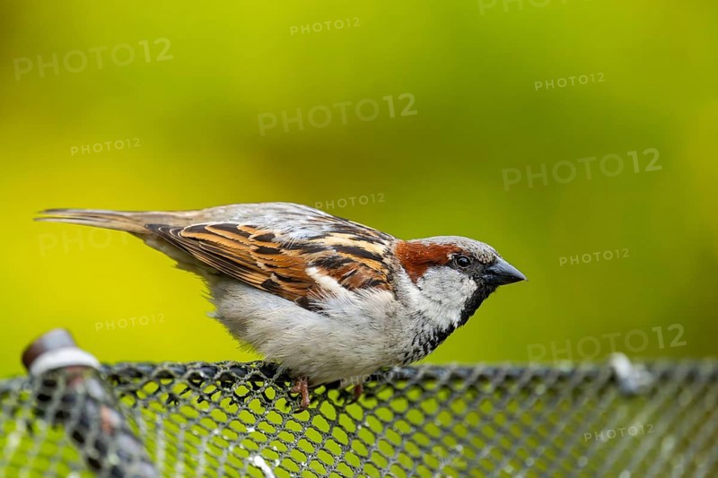 House sparrow (Passer domesticus) sitting on a fence, Bavaria, Germany