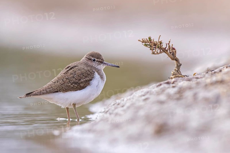 Common Sandpiper (Actitis hypoleucos), Spain