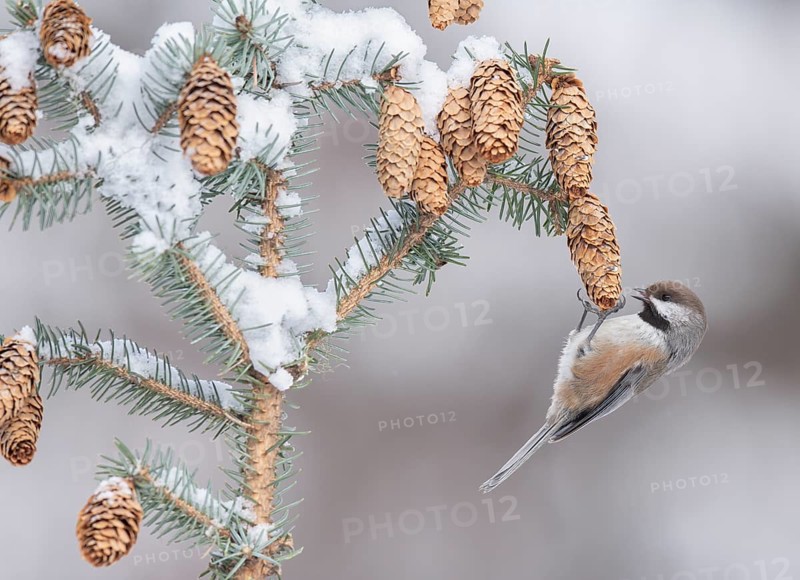 Boreal Chickadee (Poecile hudsonicus), Alaska, USA