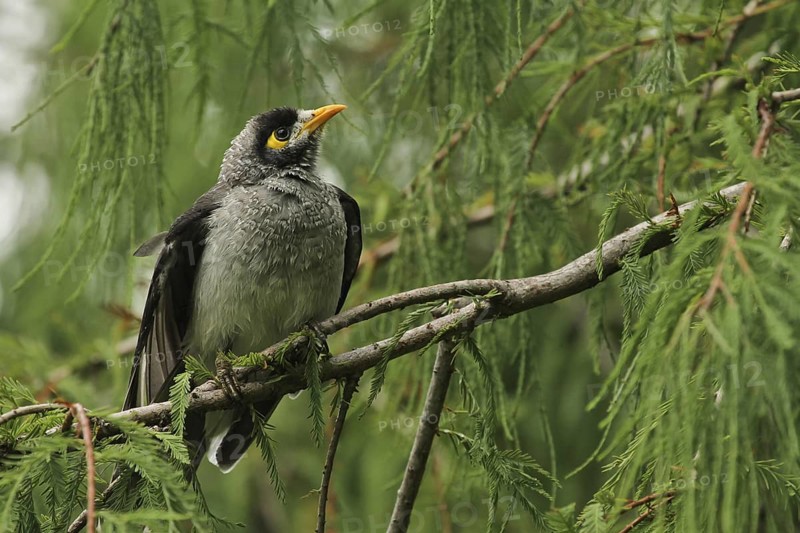Noisy Miner (Manorina melanocephala), Queensland, Australia