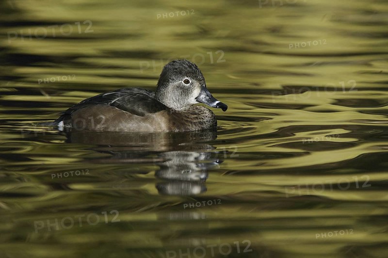 Ring-necked Duck (Aythya collaris) female, Arizona, USA