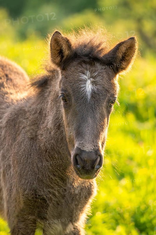 Icelandic horse in a meadow, foal, grey, portrait. Evening, golden hour, backlight. Germany