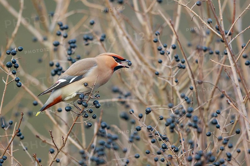 Bohemian Waxwing (Bombycilla garrulus) feeding on berries, North Rhine-Westphalia, Germany