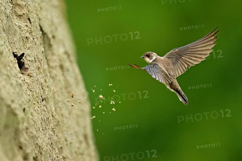 Sand martin (Riparia riparia), approaching the breeding tube, Reussegg nature reserve, Canton Aargau, Switzerland