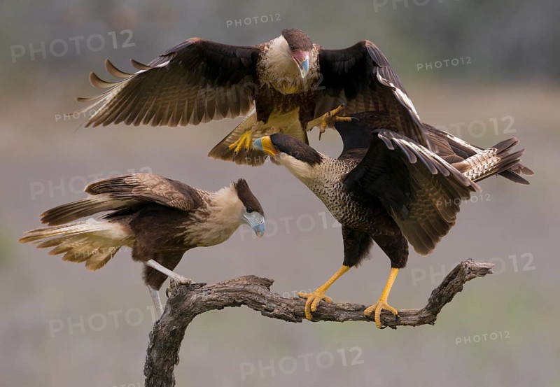 Crested Caracara (Caracara cheriway)