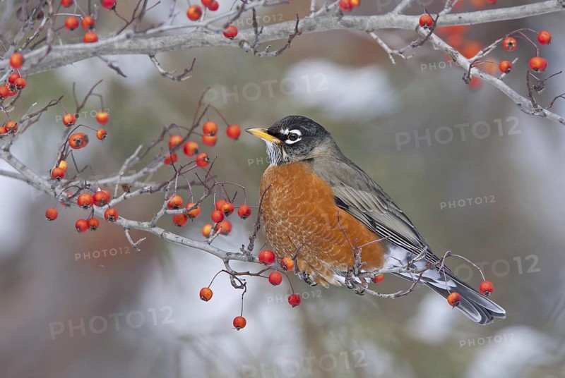 American Robin (Turdus migratorius), Ohio, USA