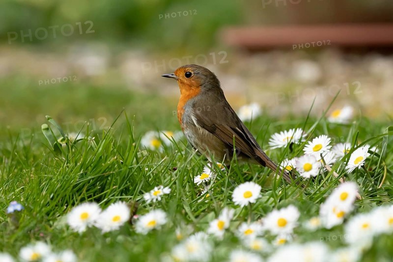 European robin (Erithacus rubecula) adult garden bird on a grass lawn with daisy flowers in spring, England, United Kingdom