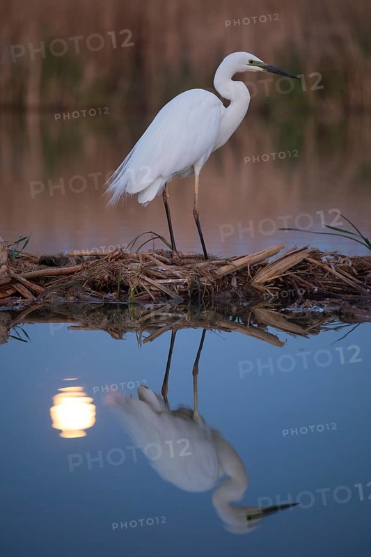Great Egret (Ardea alba) in moonlight, Subotica, Serbia