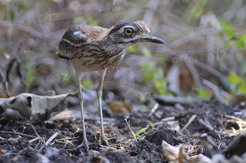 Indian Stone-curlew (Burhinus indicus), India