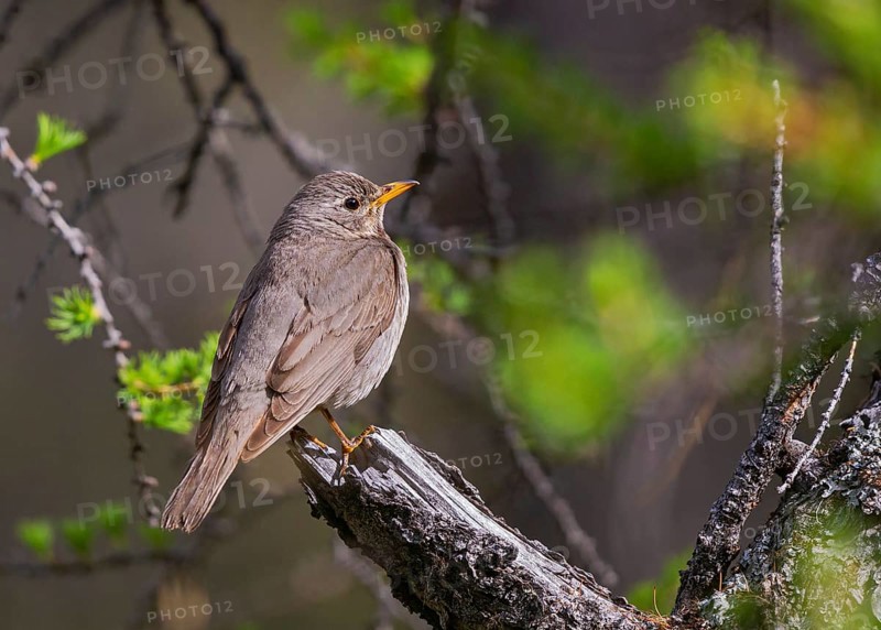 Red-throated Thrush (Turdus ruficollis) female, Huvsgol, Mongolia