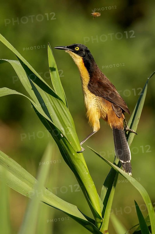 Black-capped Donacobius (Donacobius atricapillius) perched on a branch in the Pantanal region of Brazil
