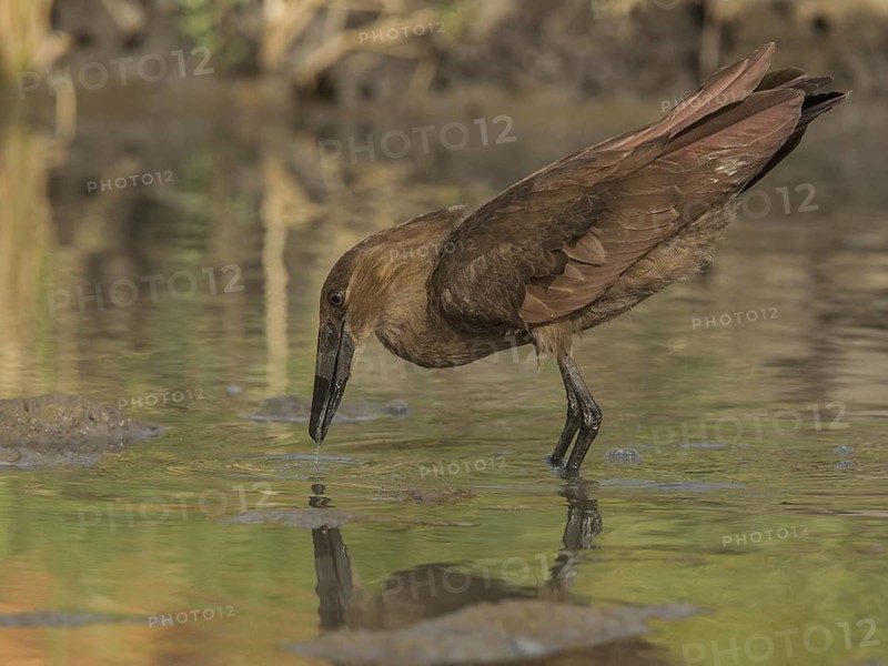 Hamerkop (Scopus umbretta), Gambia
