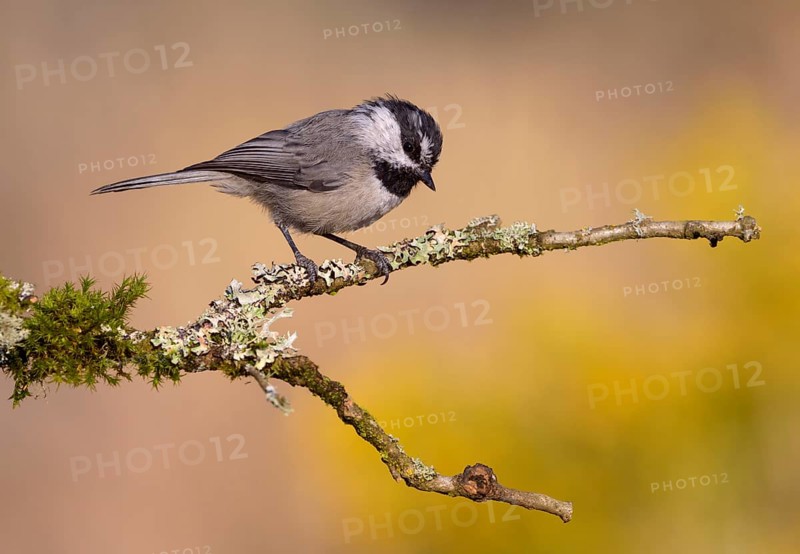 Mountain Chickadee (Poecile gambeli), Oregon, USA