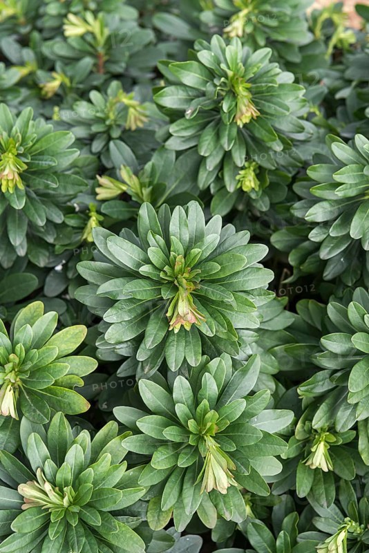 Spurge (Euphorbia amygdaloides var. robbiae)