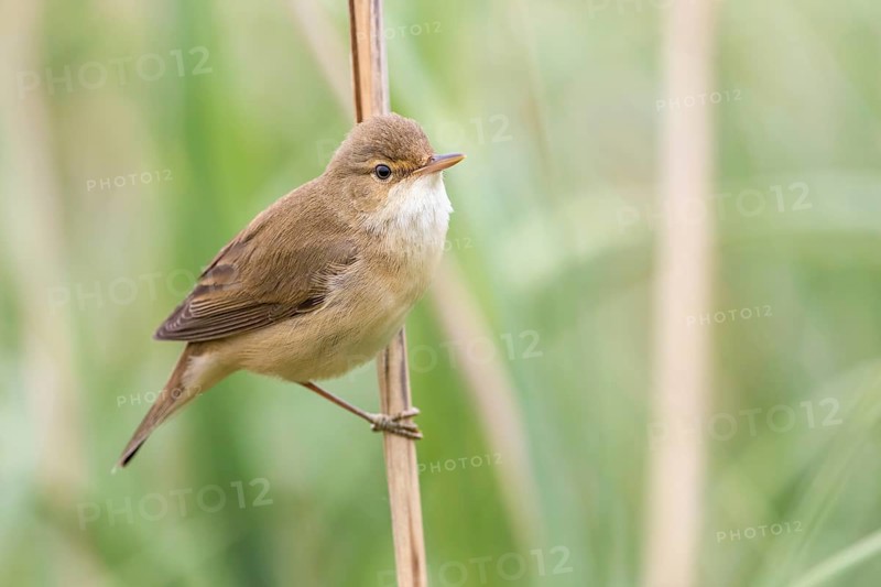 Eurasian Reed Warbler (Acrocephalus scirpaceus) in reeds, Poland