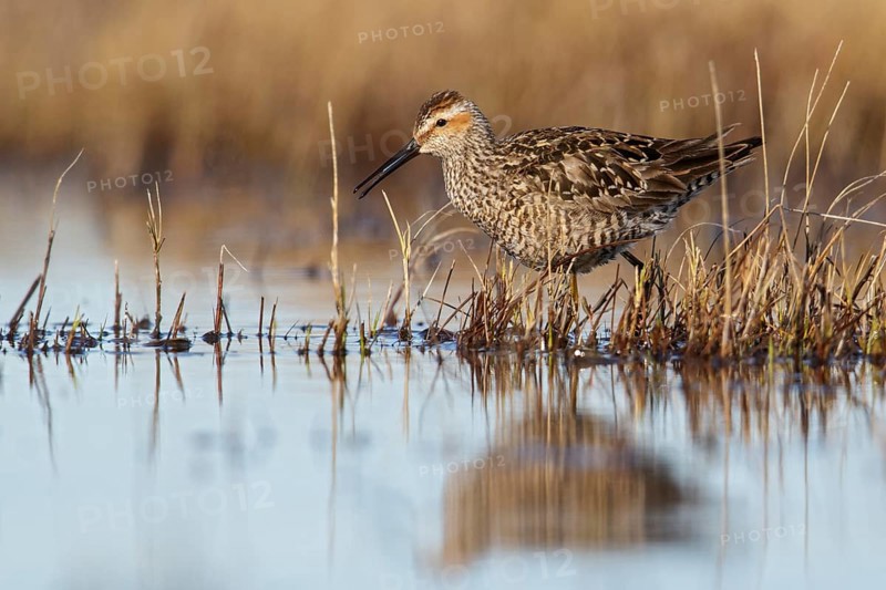 Stilt Sandpiper (Calidris himantopus) feeding in a shallow pond near Churchill, Manitoba, Canada