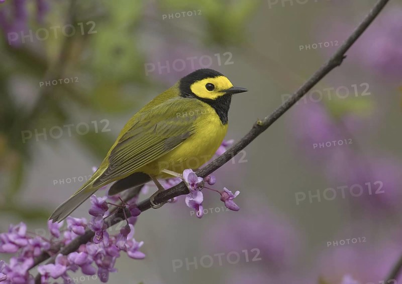 Hooded Warbler (Setophaga citrina) male, Ohio, USA