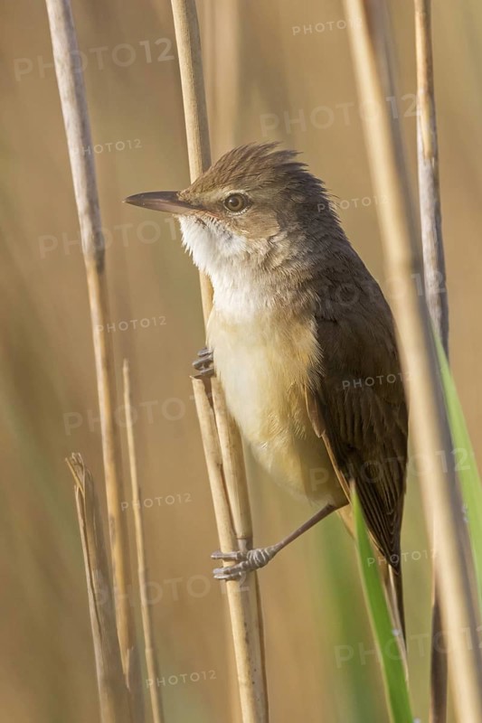 Reed warbler, (Acrocephalus arundinaceus), reedbed perch, biotope, habitat, animals, birds, songbird, reed warbler genus, Eich-Gimbsheimer Altrhein, Worms district, Rhineland-Palatinate, Germany