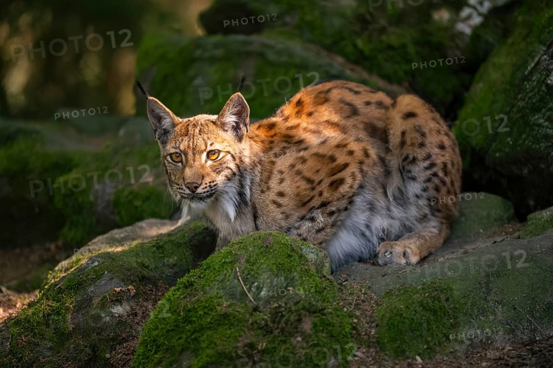 Eurasian lynx (Lynx lynx) lying on a rock in a forest, Bavaria, Germany