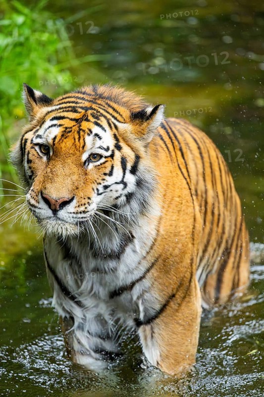 Siberian tiger (Panthera tigris tigris) walking in a lake, captive, Germany