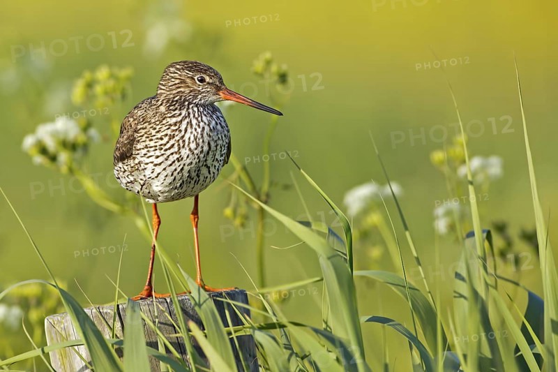 Common Redshank (Tringa totanus), Texel, Netherlands