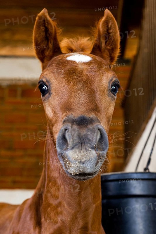 A close up image of a young foal with bright eyes in a stable, capturing its curious and gentle expression. The warm lighting highlights the foal soft coat