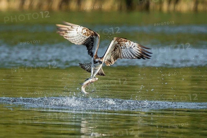 Western Osprey (Pandion haliaetus) flying with fish prey in its claws, Mecklenburg-Western Pomerania, Germany