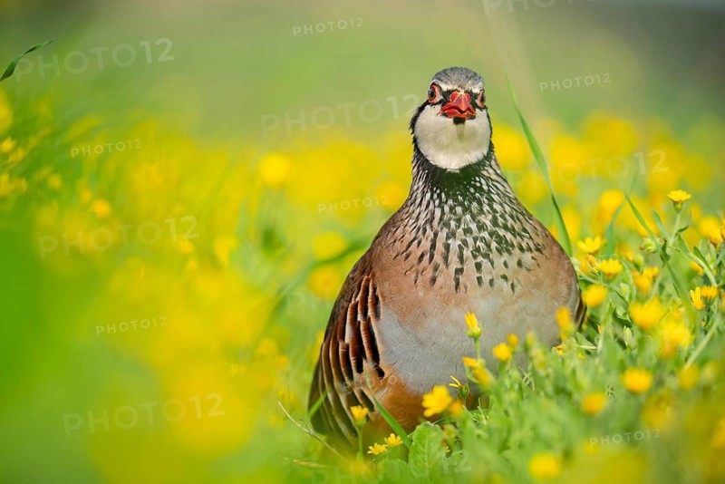 A stunning red-legged partridge stands among vivid yellow wildflowers, showcasing its distinctive plumage Perfect for nature and wildlife enthusiasts