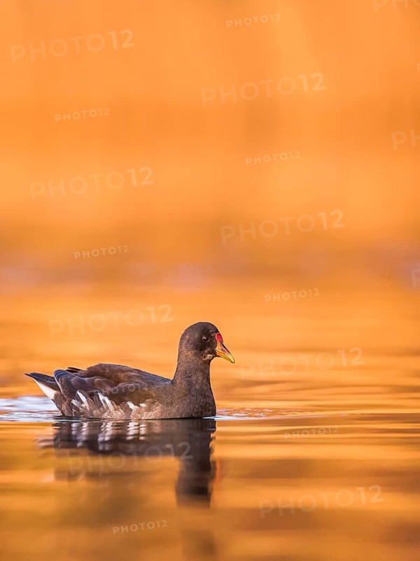 Common Moorhen (Gallinula chloropus), Rhineland-Palatinate, Germany