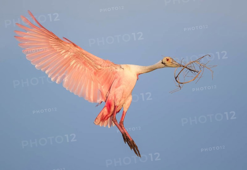 Roseate Spoonbill (Platalea ajaja) flying with nesting material in beak, Florida, USA