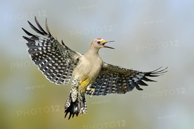 Golden-fronted Woodpecker (Melanerpes aurifrons) singing in flight, Texas, USA