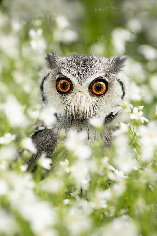 Southern White-faced Owl (Ptilopsis granti) captive, Germany
