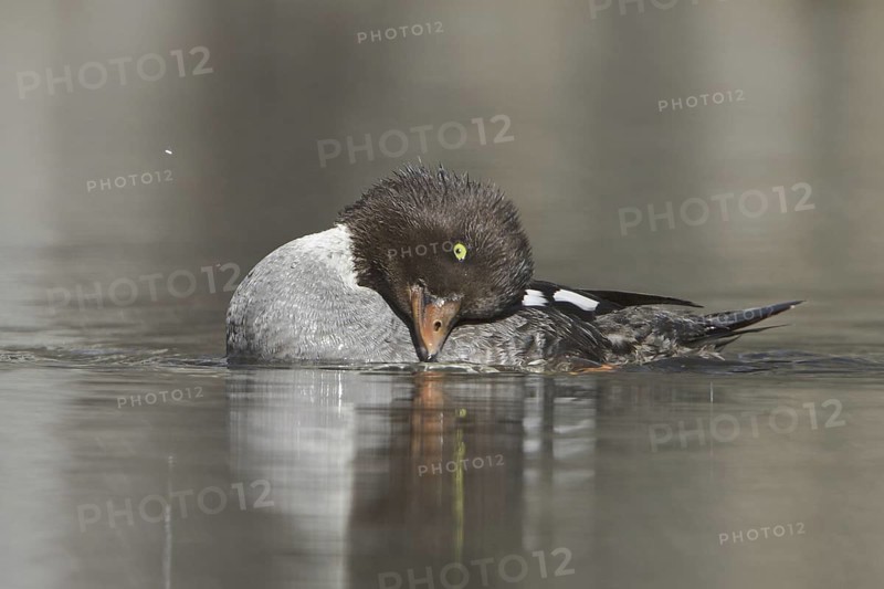 Barrow's Goldeneye (Bucephala islandica) female, British Columbia, Canada