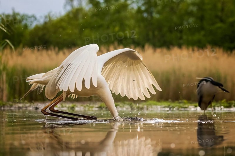 Great Egret (Ardea alba) hunting, Kiskunsag National Park, Hungary
